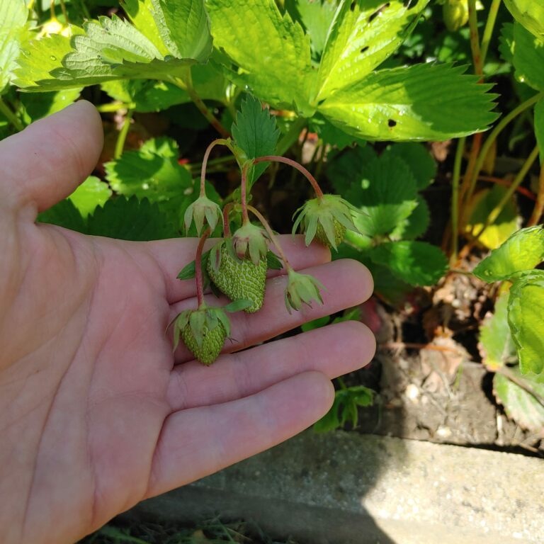 Anbau und Erträge im eigenen Garten